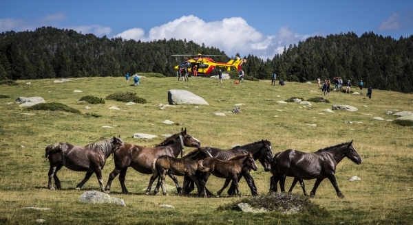 pyrenees